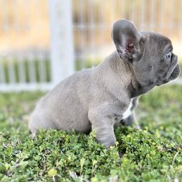 French Bulldog Puppies from Frenchies By Willows Pride