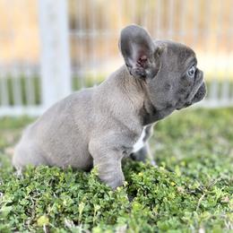 French Bulldog Puppies from Frenchies By Willows Pride