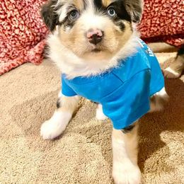 Miniature Australian Shepherd and Toy Australian Shepherd Puppies from Happy Puppy Paws