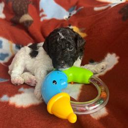 Circle K (white collar) - Parti male Poodle puppy in Winter Haven, Florida from Herdez’s Poodles