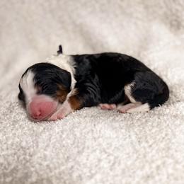 Denali - Tri-color female Bernedoodle puppy in Ammon, Idaho from Little Stone Bernedoodles