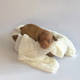 Bell - Red female Dachshund puppy in Waco, Georgia from Huff Family Doxies & Doodles
