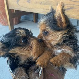 Yorkshire Terriers from Salas Yorkies NV