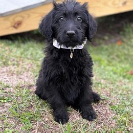 Maddie - Black female Labradoodle puppy in Georgetown, South Carolina from Muddy Bay Kennels