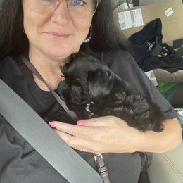 Miniature Schnauzer Puppies from Lap Happy Schnauzers