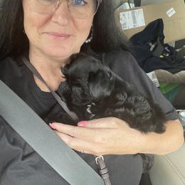 Miniature Schnauzer Puppies from Lap Happy Schnauzers