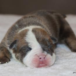 Girl 7 - female Bulldog puppy in Winnsboro, Texas from JP Ranch Bulldogs