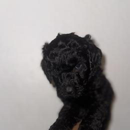 Poodle Puppies from SoFlo Standard Poodles