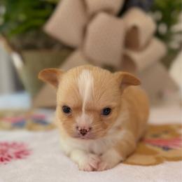Bruiser - Fawn and white male Chihuahua puppy in Harrison, Michigan from Cloud9 Chihuahuas