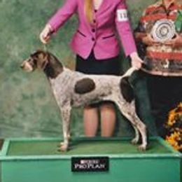 Hazel Grace - German Shorthaired Pointer