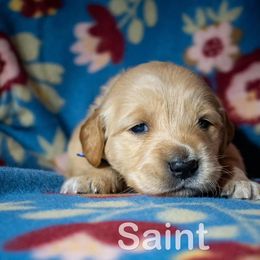 Golden Retriever Puppies from Happy Tails