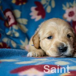 Golden Retriever Puppies from Happy Tails