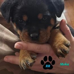 Moka - Black and mahogany female Rottweiler puppy in Tangent, Oregon from Raya's Royals