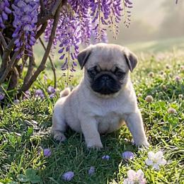 Clover - Fawn female Pug puppy in Saint Helens, Oregon from Ebert Golden Retrievers & Pugs