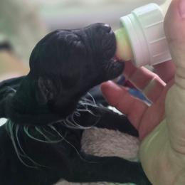 Girl 6 - Black female Giant Schnauzer puppy in Billings (Bil), Montana from Kaiser's Giants