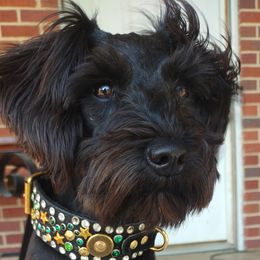 Sascha - Miniature Schnauzer