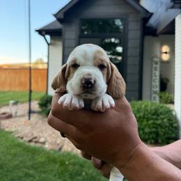 Green- Fernando - Red and white male Basset Hound puppy in Park City, Kansas from Stegmans Basset Hounds