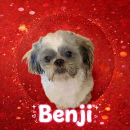 Benji - Shichon