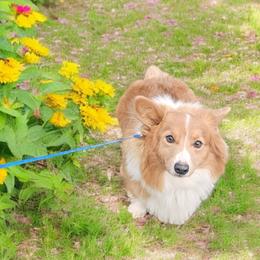 Arnold - Pembroke Welsh Corgi
