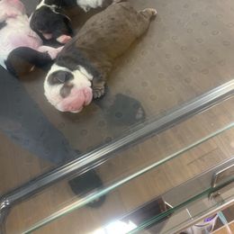 Bulldog Puppies from The Wrinkle Connection