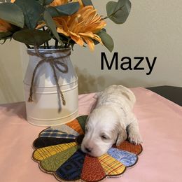 Cockapoo Puppies from Country J Canines