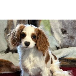 Pebbles - Cavalier King Charles Spaniel