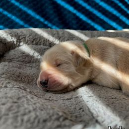 Jack - Golden male Golden Retriever puppy in Amherst, Virginia from Clearvu Kennels