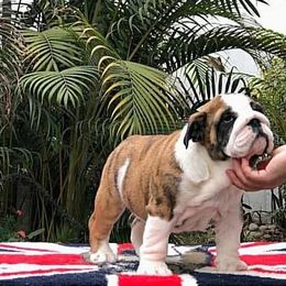 Bulldogs from De La Venturosa