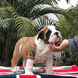 Bulldogs from De La Venturosa