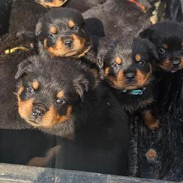 Rottweilers from Lord of The Rings Rottweilers