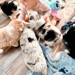 Australian Shepherd Puppies from Southern Comfort Aussies