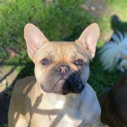 Raynie - French Bulldog