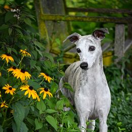 Sydney - Whippet