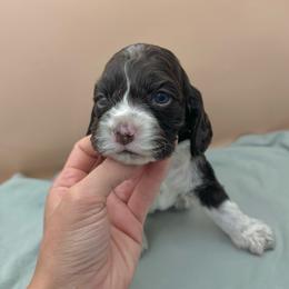 Nico - Brown and white male Cocker Spaniel puppy in La Veta, Colorado from BRX Country Cockers LLC
