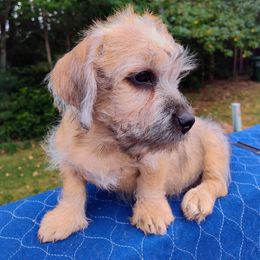 Boy 1 - Mustard male Dandie Dinmont Terrier puppy in Greenwood, South Carolina from Altpalme Dandie Dinmont Terriers