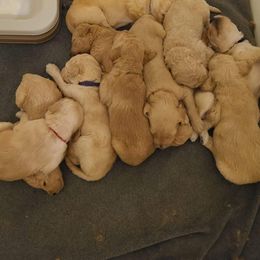 Poodle Puppies from Pampered Pawz