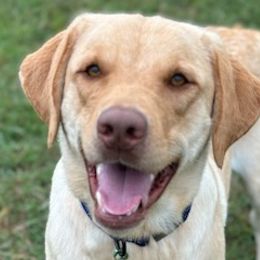 Dusty - Labrador Retriever