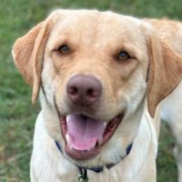 Dusty - Labrador Retriever