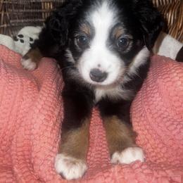 Miniature Australian Shepherd Puppies from Magnolia Aussies