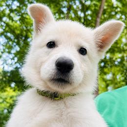 Green collar - White male Berger Blanc Suisse puppy in Blacksburg, South Carolina from Whitewolf Kennels
