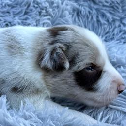 Banjo - Red merle male Border Collie puppy in East Ellijay, Georgia from Nine Peaks Border Collies