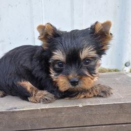 Jack - Blue and gold male Yorkshire Terrier puppy in Monticello, Iowa from Ashley’s Puppies