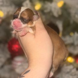 Amber - Fawn and white female American Corgi puppy in East Oakdale, California from Rhettro Kennels