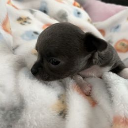 Pixie - Blue and tan female Chihuahua puppy in Coweta, Oklahoma from Green Country Chihuahuas