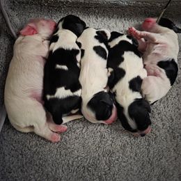 Cocker Spaniel puppies from Retrograde Kennels