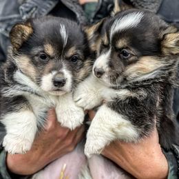 Pembroke Welsh Corgi Puppies from Mendoza Welsh Corgi’s