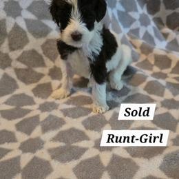 Sophie - Brown and white female Bernedoodle puppy in Columbia, Illinois from Hillcastle Breeders