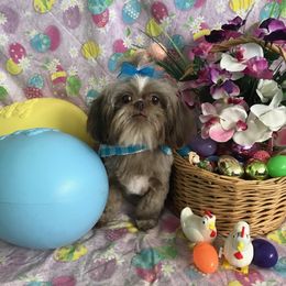 Coco - Shih Tzu