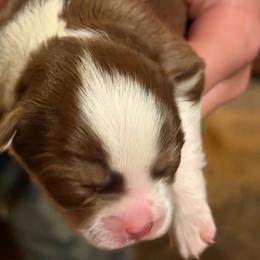 Richie(Happy Days) - Chocolate and white male Chihuahua puppy in Amelia, Virginia from Pannell’s Precious Pups