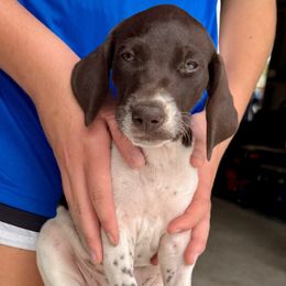 Rosie - Liver and white female German Shorthaired Pointer puppy in Sareki, Georgia from Andre Family Farms & Kennels